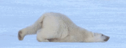a polar bear lying in the snow in front of an orange sky