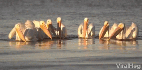 several blue and white pelicans standing in the water