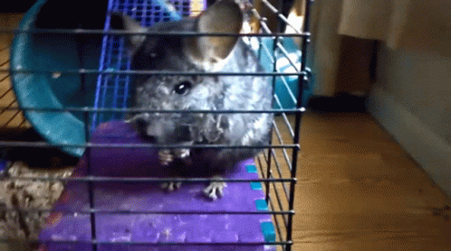 a hamster with its head in a cage