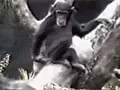 a black and white po of a monkey on top of a tree