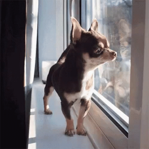 a black and white dog is standing at the window