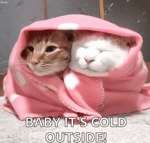 two cats in robes that are wrapped up together
