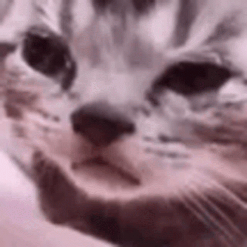 a blurry po of a cat making a face