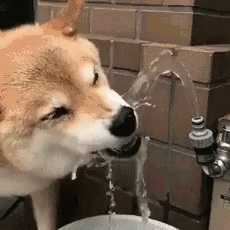 a blue wolf has its head under a water fountain