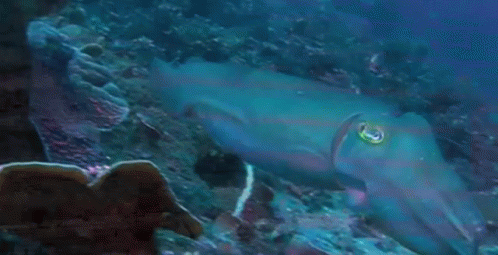 a fish with the eyes glowing and underwater