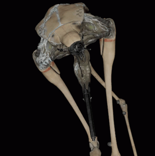 the skeleton of a horse is seen in this image