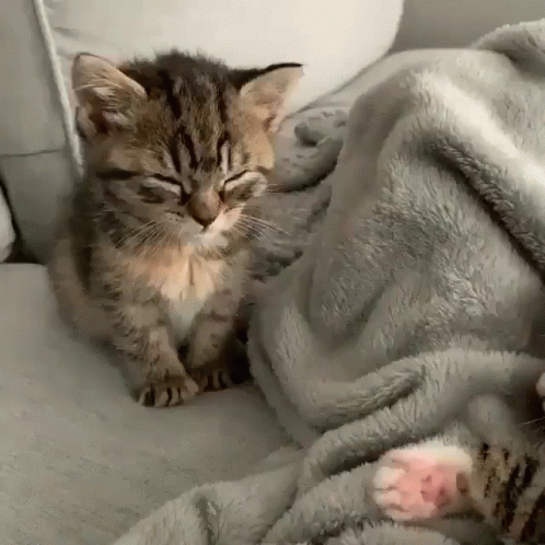 a grey and white kitten is asleep on a blanket