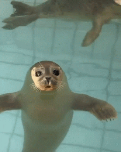 an adorable seal with big eyes standing under water