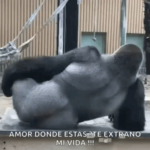 a gorilla standing on its hind legs and its tail up