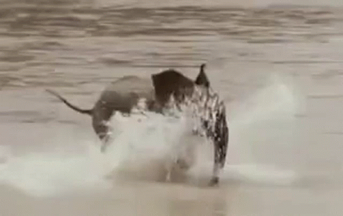 a bull runs through the surf towards the shore