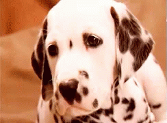 the dalmation dog is laying down on a white sheet