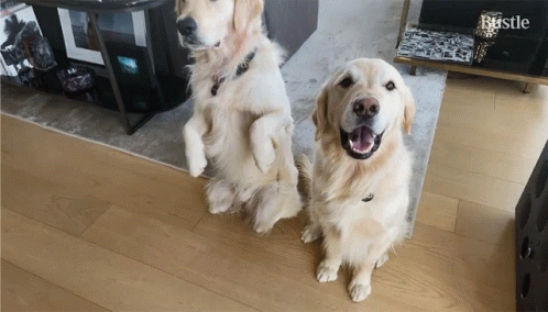 two dogs sitting next to each other on a floor