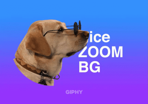 a dog with glasses on its head, in the background is a digital picture that says ice zoom bbg