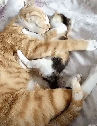 a large blue sleeping cat laying on top of another sleeping kitten