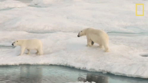two polar bears standing on the icy water