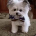 there is a small white dog wearing a tie