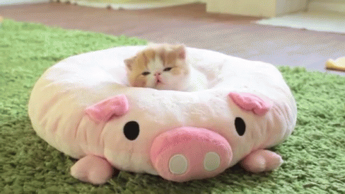 a cat lays down in an animal bed
