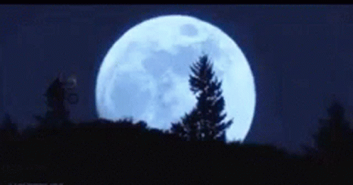 a view of a full moon from behind some trees