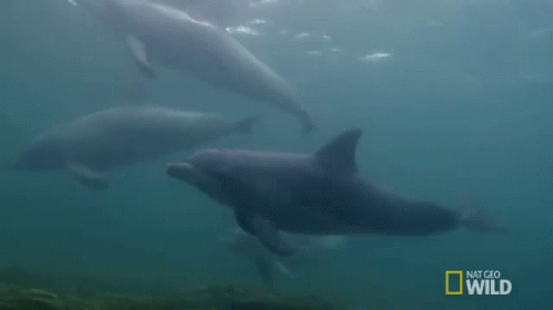 three white dolphins swimming beneath a large body of water