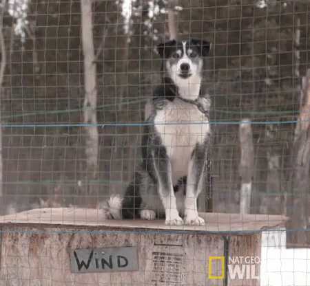a dog with glasses on sitting next to a fence