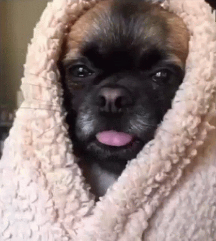 a dog wrapped in blankets making funny faces