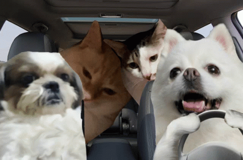 two cats and a dog in a vehicle