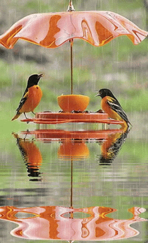 two birds sitting on a table in the rain and one is eating