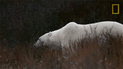 a polar bear in a grassy area on a snowy day