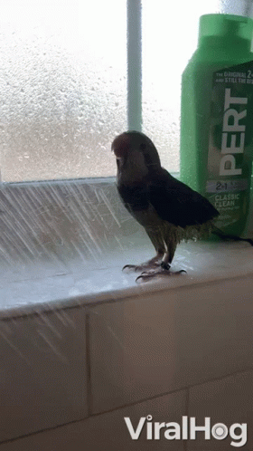 a small bird standing on a window sill