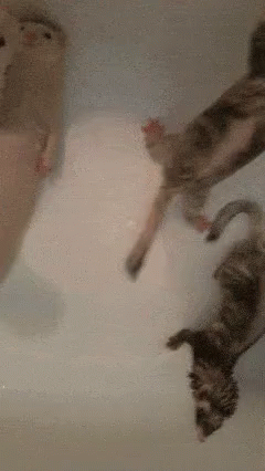 two cats in a bathroom with one falling into the bath tub