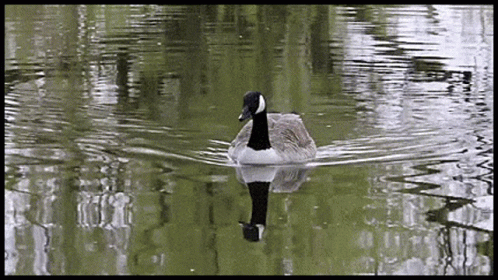 the bird is floating on water and is looking for fish to eat