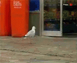 a white bird is standing on a sidewalk near some tall blue barrels