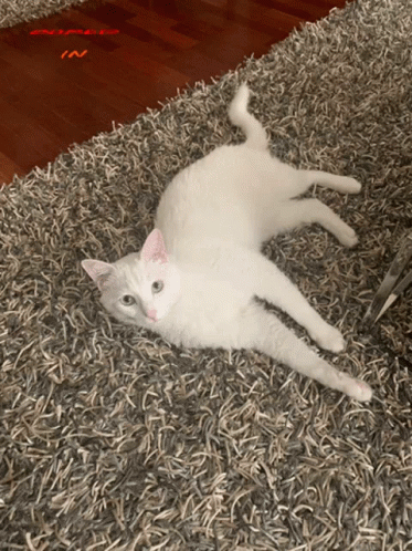 a cat with an angry look laying on carpet with a blue rug in the background