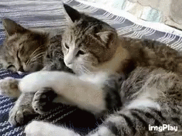 two cats sleeping on a bed together