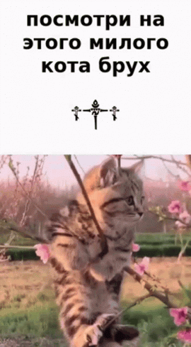 a cat is walking around with an arrow in its mouth