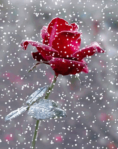 there is a rose that is sitting in the snow