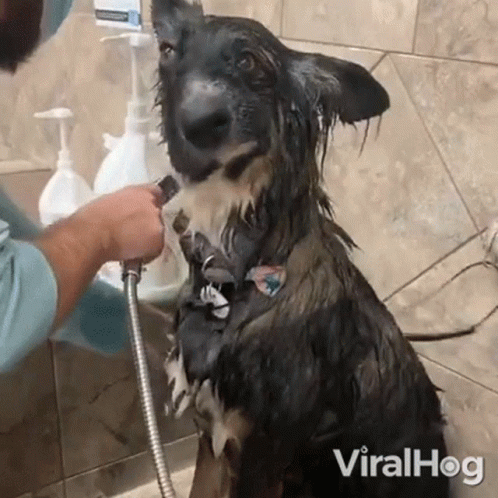 a dog getting his head wet while a man works with a hose on the faucet