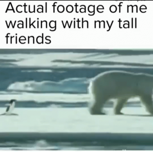 a polar bear walking around with the caption actual cottage of me waking with my tall friends