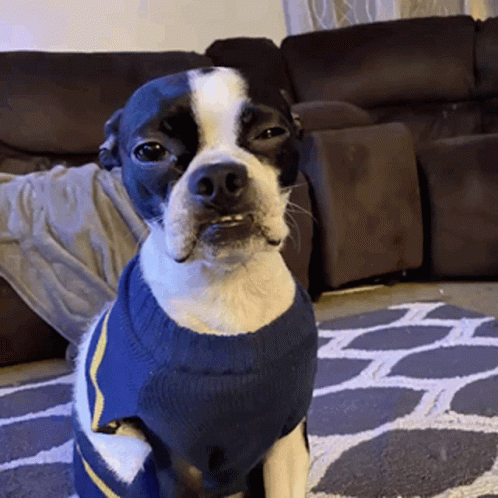 a dog sitting in front of a couch with a sweater on