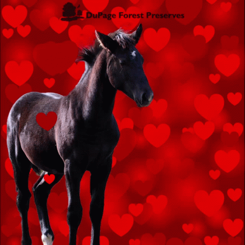 the horse is running around the room with many hearts on it