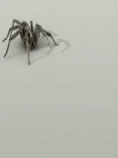 a spider walking across the white snow