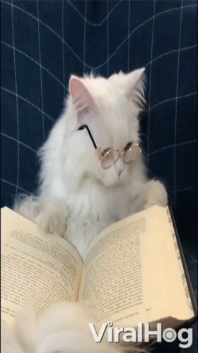 the cat with glasses is sitting with an open book