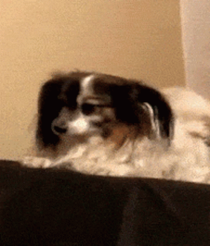 a blurry image of a dog laying in bed