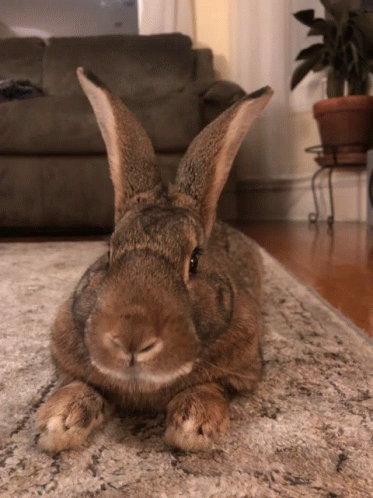 a gray bunny rabbit laying on top of a floor