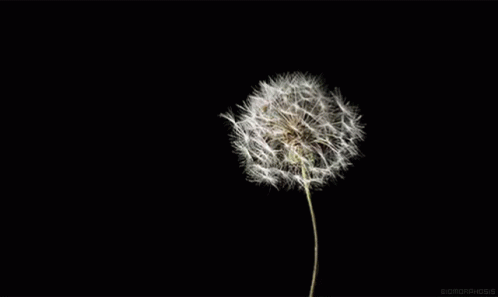 a dandelion blown in the wind with it's petals blown off