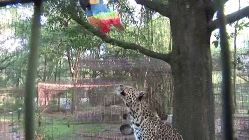 an animal is looking at some colorful bird toy