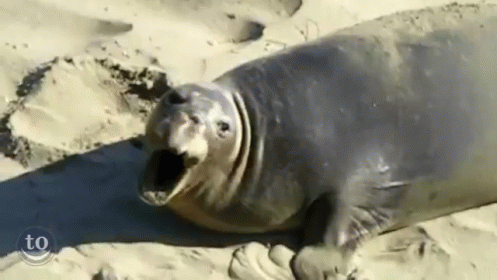 a baby seal that is yawning while laying in the sand