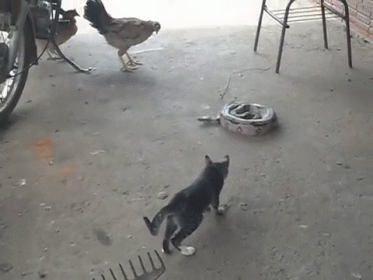 a cat looking at a rooster in a dirty yard