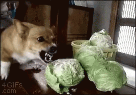 a dog is standing near some cabbage