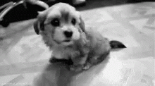 a puppy sitting on the floor in black and white